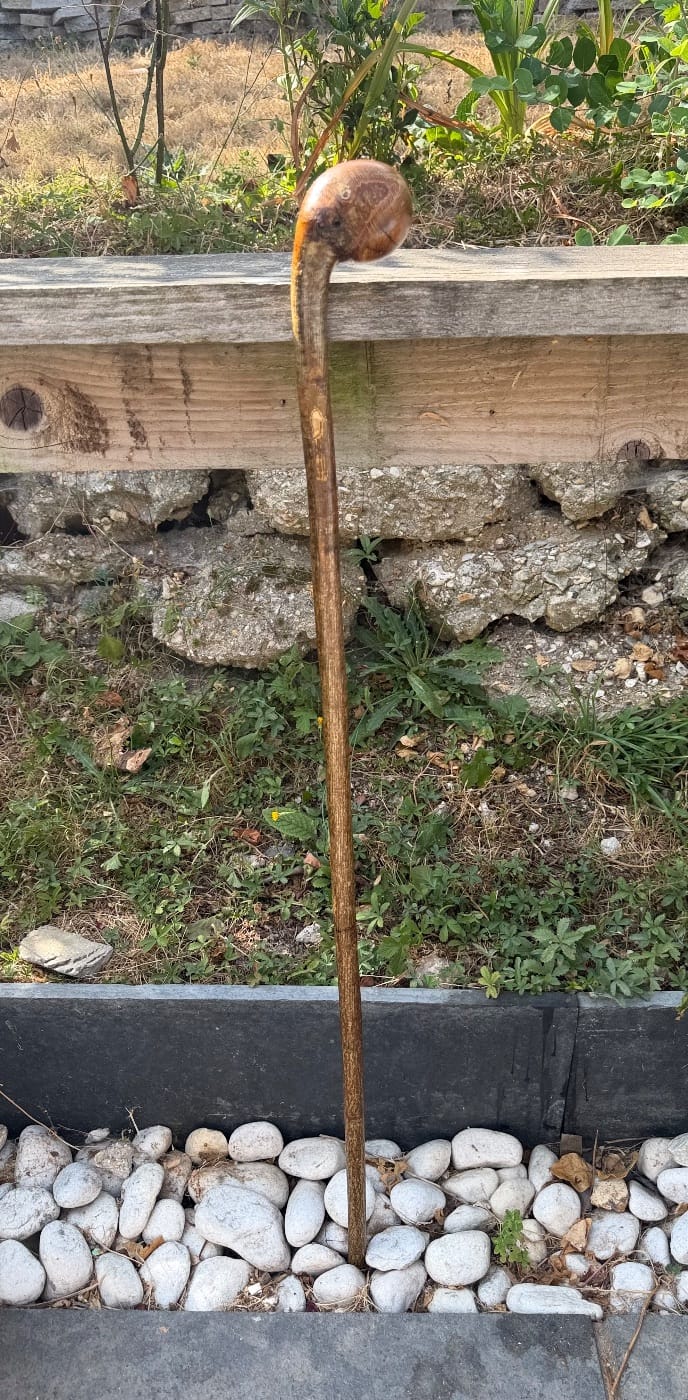 Nut cracker hazel Shillelagh 
