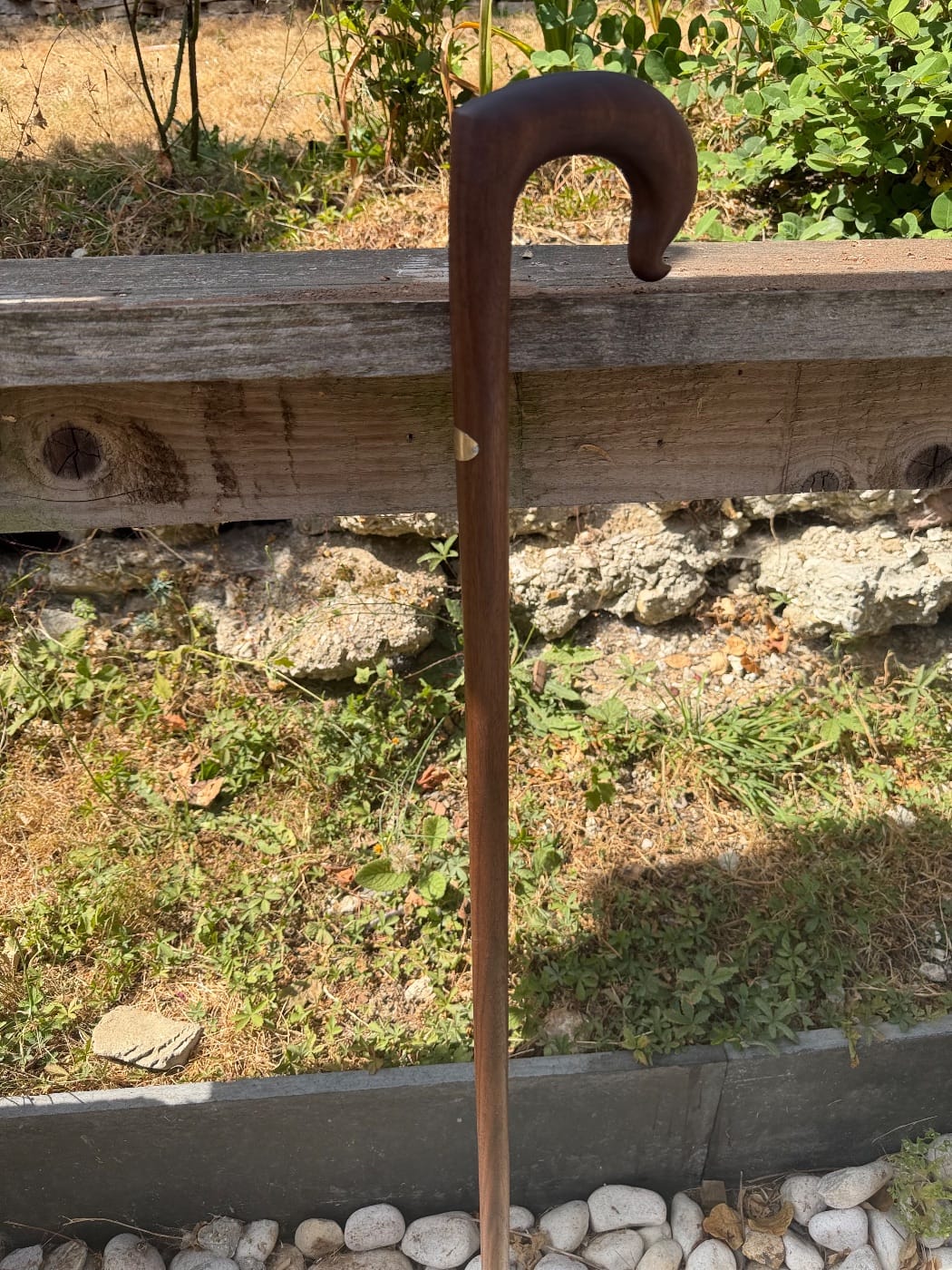 Black walnut crook stick 